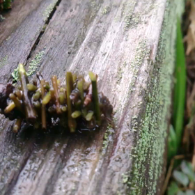 幾何学的に茎をみにまとった水中みのむし？！の画像