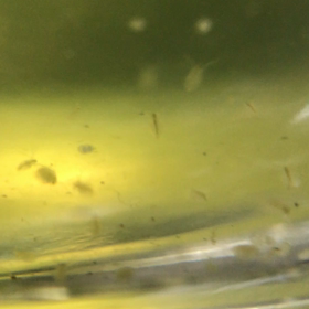 タマミジンコはじめましたの画像