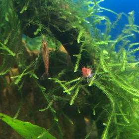 モス ジャングル化 ^_^の画像