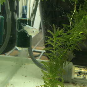 ミジンコ投入〜の画像