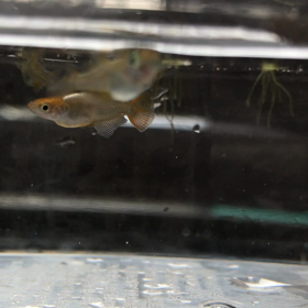 琥珀ヒカリの画像