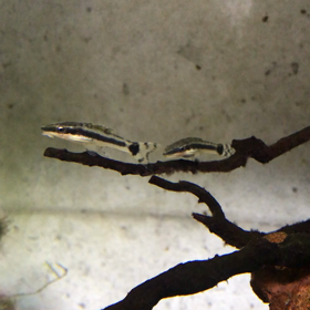 オトシンクルスの寝床の画像