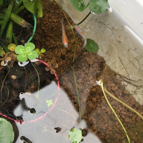 昨日は久々の土砂降りの画像