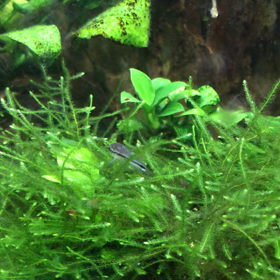 ピグミーはお掃除好き？の画像