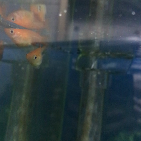 初恋、やっと産卵始まった♪の画像