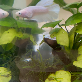 ヒトメボレの画像