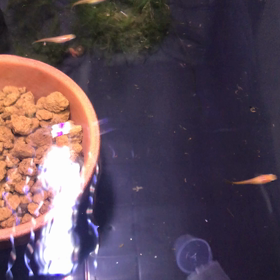 いつもの エサやりの画像