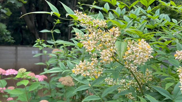 白金も紫陽花の記事動画