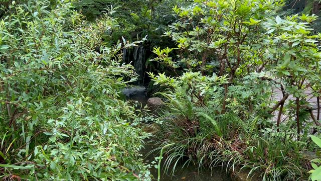 庭を散歩の記事動画