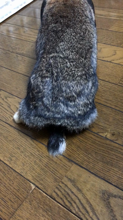 ナデしてちょ〜の記事動画