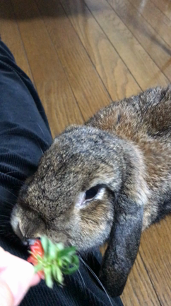 エコなのよ〜の記事動画