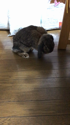 おかわり〜の記事動画