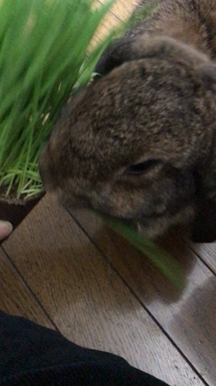 いつもの猫草だ〜の記事動画