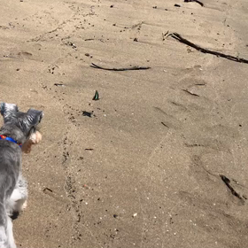 カイザーの証拠動画の画像