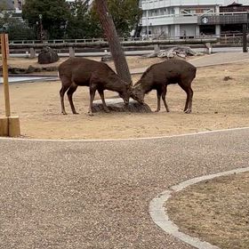 鹿の小競り合いの画像