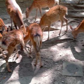 奈良公園には鹿がたむろしてました。の画像