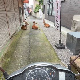 奈良の鹿　くつろいでいるので､思わずUターンしてしまった。の画像
