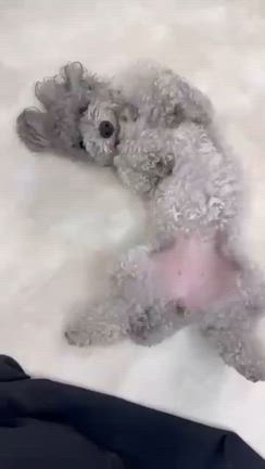 はく、ホピの記事動画