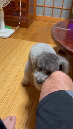 はく、ホピ、帰りました。の記事動画