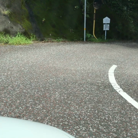 ご神木を…の画像