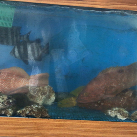 アコウが、、？の画像