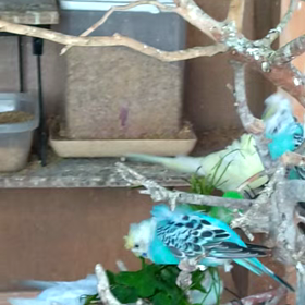 今日の羽衣セキセイインコさんの画像