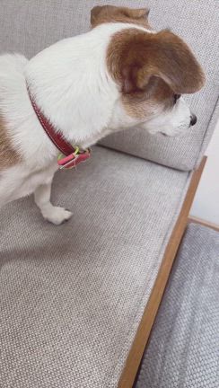 ぼちぼち。の記事動画