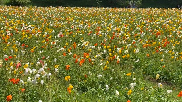 公園へ。の記事動画