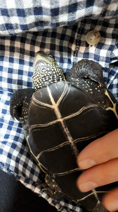 飛沫防止カバーとアマビエ様とカメの記事動画