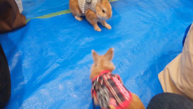 またね…。の記事動画