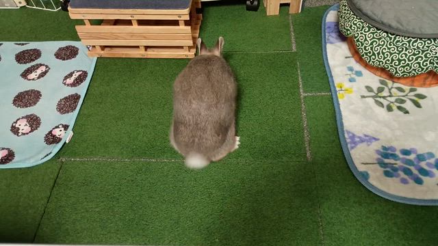 小五郎、漢になる…。の記事動画