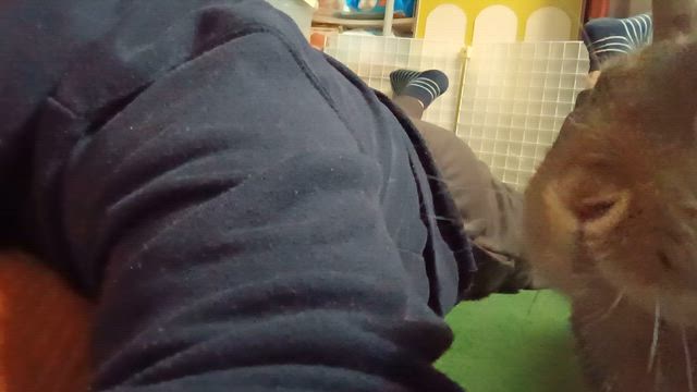 軽快にピョン…。の記事動画