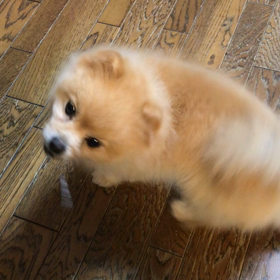 嬉しくて回っちゃう動画の画像
