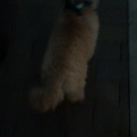 無理くりですが歩いてますの画像