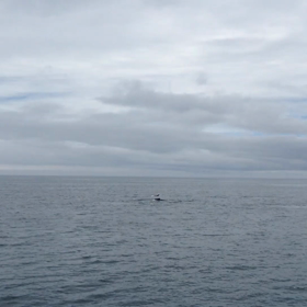 クジラの画像