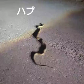 #ハブアナイスデイの画像