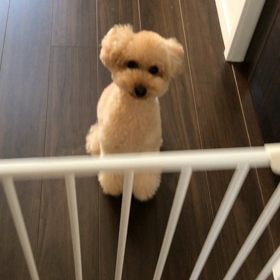 今日は犬の 日の画像