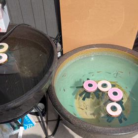 メダカの水替え！の画像