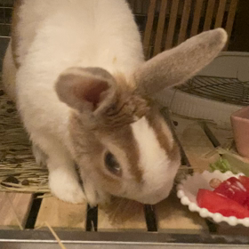 スイカを食む愛兎の画像