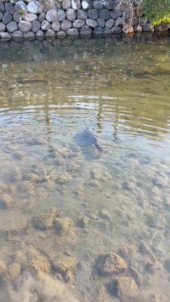 一発勝負の大栗川。パンで鯉の記事動画