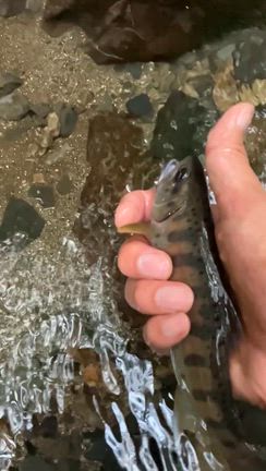 ハンサム団分隊、渓流フライフィッシング。ゴルジュは怖いねと再認識しました。の記事動画