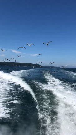 金華山の海で禊ぎの記事動画