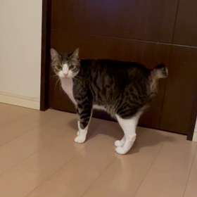 短い尻尾の画像