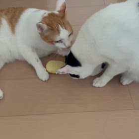 サッカーの画像