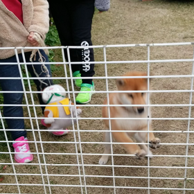 だいちゃんのしっぽの画像