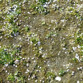 桜吹雪で遊ぶの画像