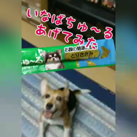 いなばちゅ～る⸜(*´꒳`*)⸝の画像