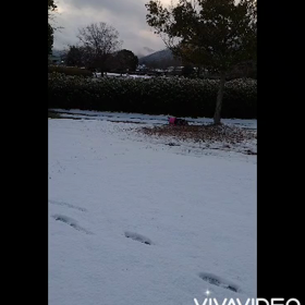 飛行犬まろん参上(◍˃ ᵕ ˂◍)の画像