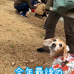 ビーグルクリスマスオフ会in加西ドッグガーデン( •̤ᴗ•̤ )♡の画像