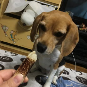 まろんちゃんの下僕のお姉ちゃん(つ﹏⊂)の画像